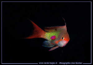 Damsel Fish of the Red Sea... Que du bonheur... :O)... by Michel Lonfat 